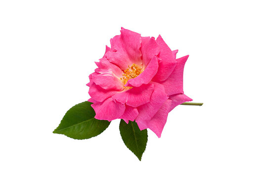 Single rose flower in pink, isolated, png format