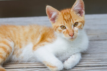 portrait of a ginger cat