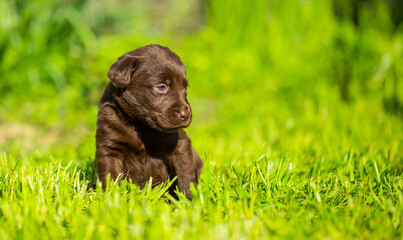 Young dogs of breed labrador close up. Labrador puppy, beautiful little dogs running around the green grass. Mowed lawn. Copy space for text, long banner.The concept of childhood friendship and games