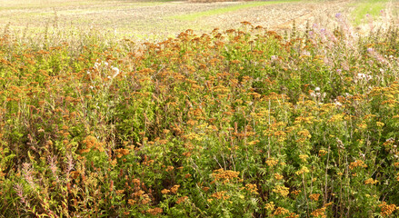 Wild flowers next to an agricultural field in Denmark