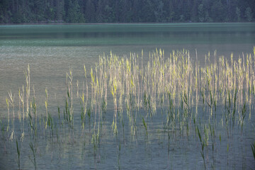 Common reed, mountains and forest reflecting in the water waves of the lake - mystical water landscape at lake Weissensee, Allgäu, Germany, blurred background, nature protection, texture 
