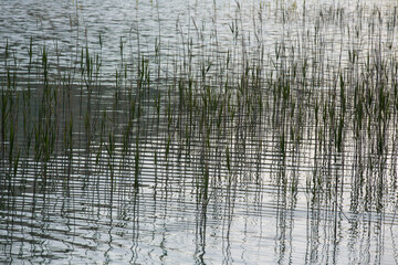 Common reed reflecting in the water waves of the lake- abstract and mystical water landscape at lake Weissensee, region Allgäu, Germany, blurred background, nature protection, texture 