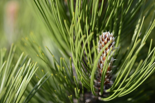 Closeup young shoots of Bosnian pine Compact Gem known as Pinus heldreichii with blurred background in early spring garden