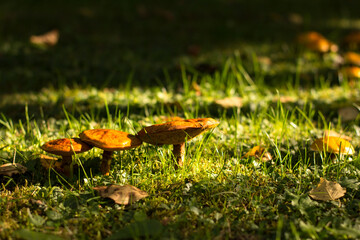 mushroom in the grass