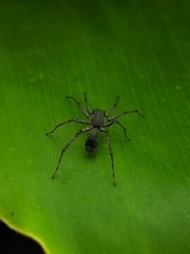 A black spider is on a green leaf. The picture was taken using a smartphone with a 40mm macro lens.