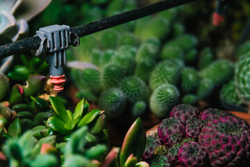 Micro drip irrigation system. Home gardening. Irrigation plants. Drippers in flower pot. Watering...