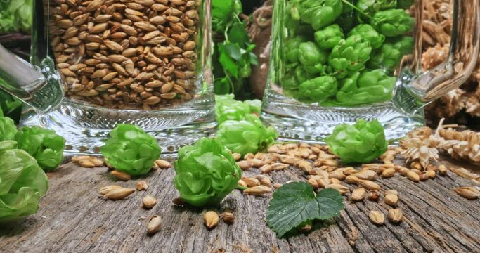 Mugs of cold beer. Hop and malt as beer ingredients.