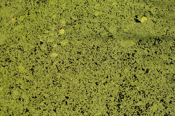 background green moss, mud on the lake