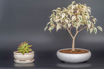 Ficus benjamina bonsai - obrazy, fototapety, plakaty