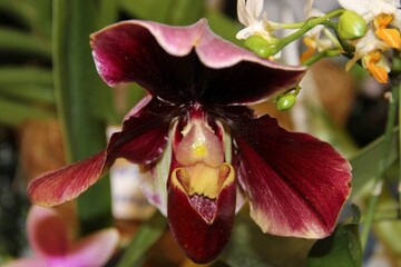 Burgundy Orchid close-up on a green background 