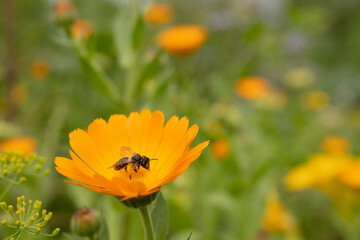 A bee collects pollen in an orange flower