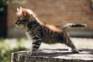 Little gray tabby kitten stay on a stump on a sunny day. Front view