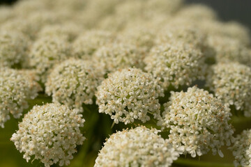 Cute white flowers in the garden