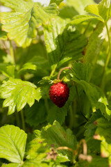 Strawberry berry in the garden on a sunny day