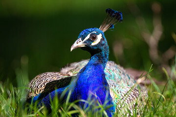 Obraz premium Male Peacock close up