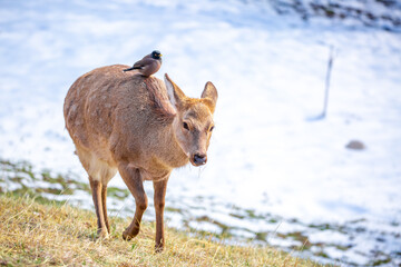 Beautiful spotted deer in the mountains against the background of green grass and snow. Fairytale spring landscape with wild animals.