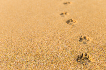Fototapeta na wymiar Dog footprint on sand background, nature texture background