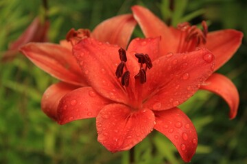 Petals and stamens of red-orange Lily with raindrops close-up on green background 