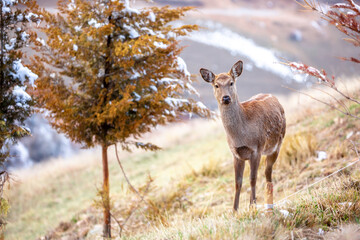 Beautiful spotted deer in the mountains against the background of green grass and snow. Fairytale spring landscape with wild animals.