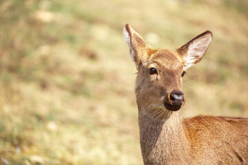 Fototapeta premium Beautiful spotted deer in the mountains against the background of green grass and snow. Fairytale spring landscape with wild animals.