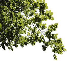 Ässte mit grünen Blätter