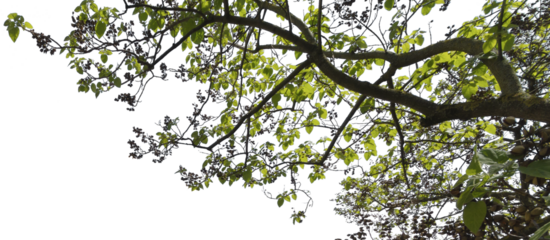 Ässte mit grünen Blätter