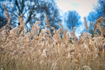 Fototapeta premium reed in the wind