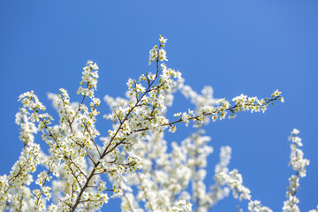White flowers bloom in the trees. Spring landscape with blooming sakura tree. Beautiful blooming garden on a sunny day. Copy space for text.