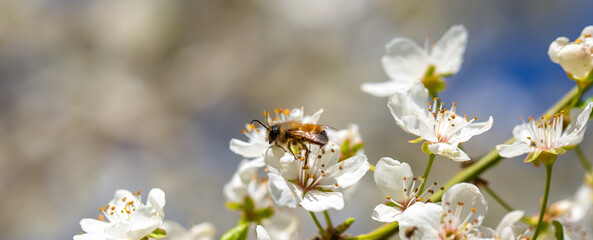 Bee on a flower of the white cherry blossoms. White flowers bloom in the trees. Spring landscape...