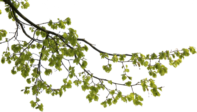 Äste mit grünen Blätter