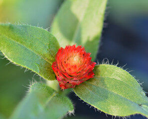 Obraz premium 千日紅