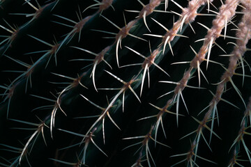 structure of a green cactus with needles