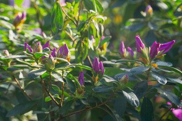 rhododendron azalea purple in the morning in the garden