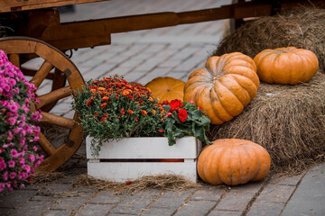 Decorative pumpkins from the Golden autumn festival in Moscow, near red square, the Kremlin....