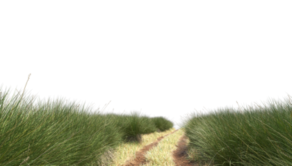 rural road passthrough grass field