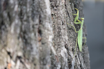 details of mature praying mantis green insect on a tree