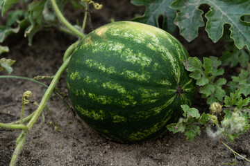 Watermelon is growing in the garden, Sweet fruit.