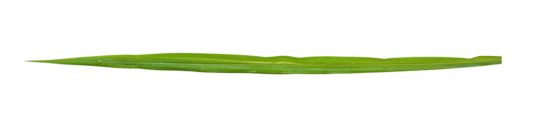 Blades of grass isolated on transparent background - PNG format.