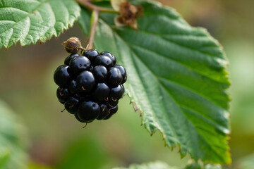 Delicious blackberries on a green branch in the forrest. High quality photo. Selective focus.