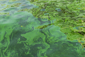 Water pollution by blooming blue-green algae - Cyanobacteria is world environmental problem. Water bodies, rivers and lakes with harmful algal blooms. Ecology concept of polluted nature - obrazy, fototapety, plakaty