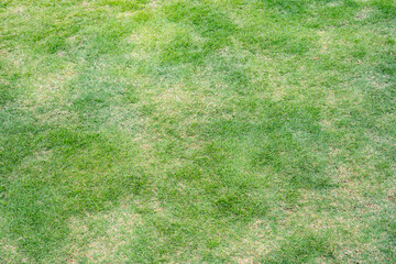 野原・草原・芝生