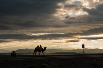 A camels grazes in the steppe of the Altai Mountains
