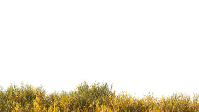 Dry grass isolated dry grass field