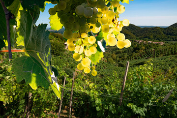 Bunch of prosecco grapes in the Unesco world heritage site in Valdobbiadene