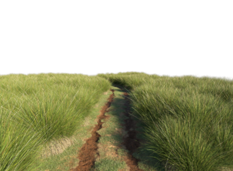 Rural road near a green grass field and trees passing along a dirt path muddy road