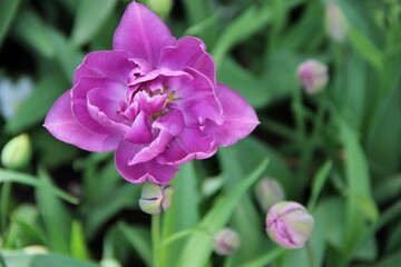 Purple Terry Tulip with buds on a background of green leaves