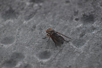fly on the wall