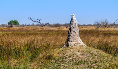 Exposed Termite mounds in the Okavango Delta wetlands, Kasane, Botswana