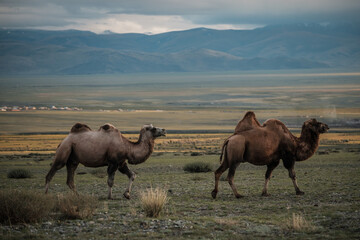 A camels grazes in the steppe of the Altai Mountains