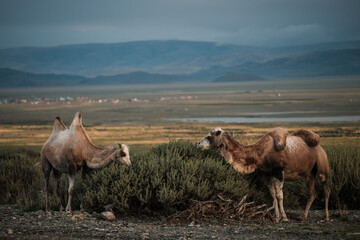 A camels grazes in the steppe of the Altai Mountains